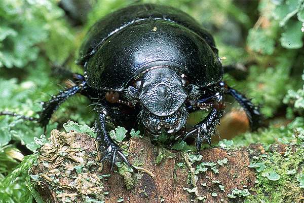 MAKROFOTO  CHRZĄSZCZE - Żuk leśny Anoplotrupes stercorosus..jpg