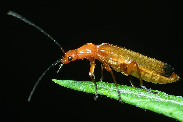 MAKROFOTO  CHRZĄSZCZE - Zmięk Żółty Rhagonycha fulva Scop..jpg