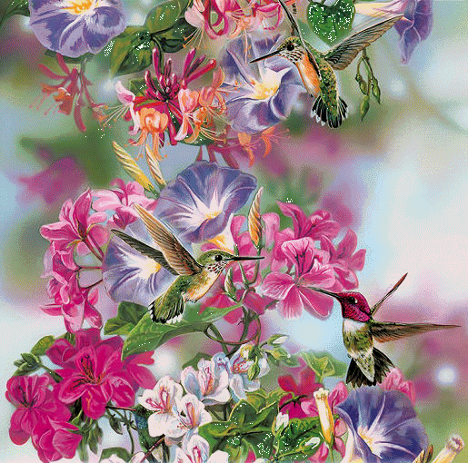 Kwiaty Chomisia52 1 - xHumingbirds_Gif.gif