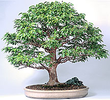    Drzewka  Bonsai   - bonsai stewartia.jpg