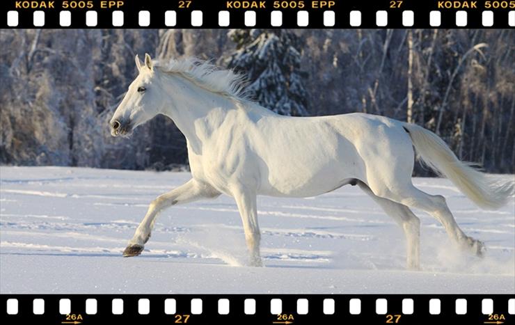 Konie_________piękne konie - bialy-kon.jpg