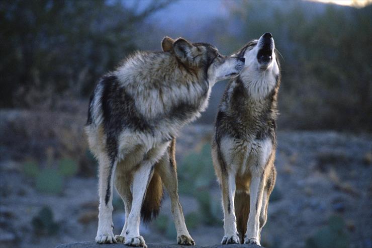 Wolves - Howling Mexican Wolves.jpg