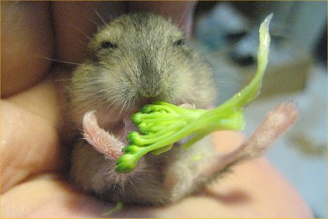 CHOMICZKI - hamster-enjoys-Broccoli1.jpg