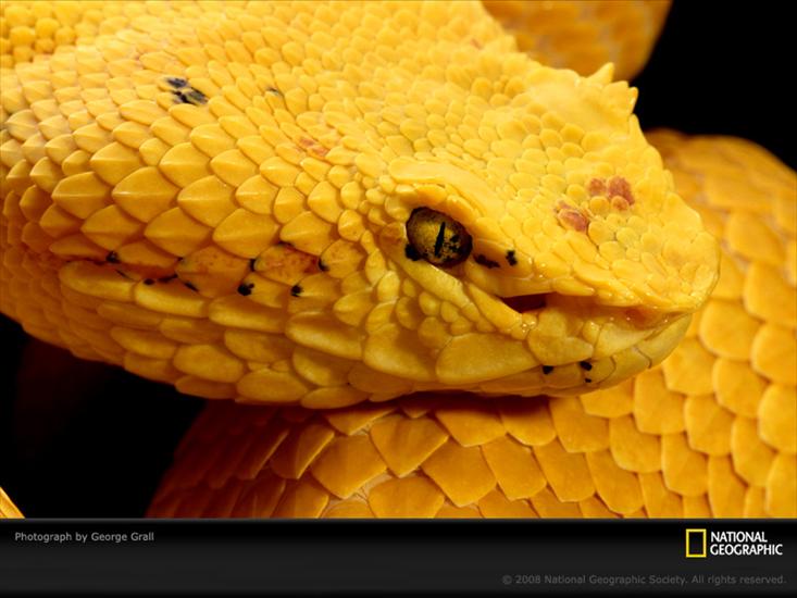 NATIONAL_GEOGRAPHIC_ - Yellow_Snake_Grall.jpg