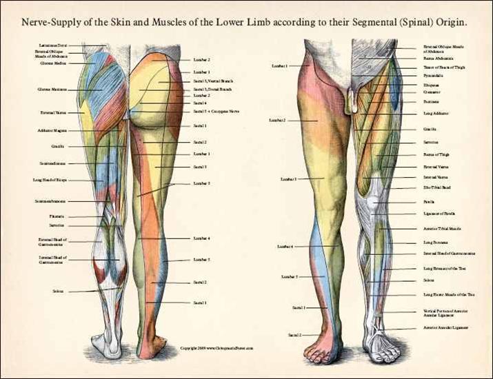 tablice anatomiczne - NervesLeg.jpg