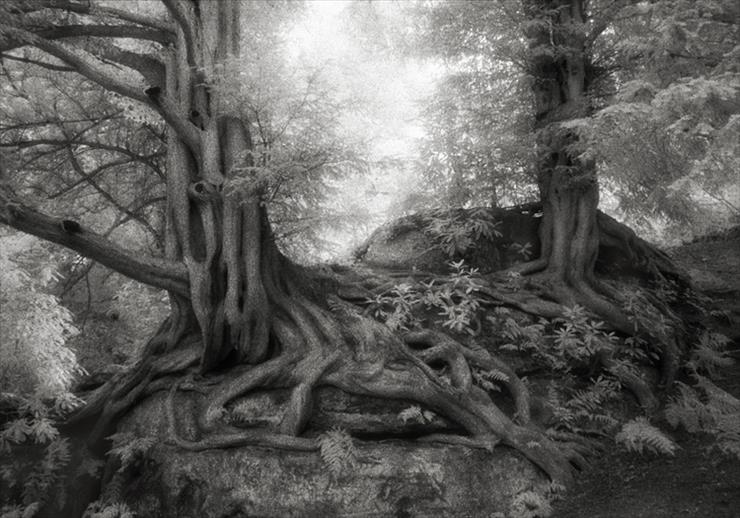 Najstarsze drzewa świata sfotografowane przez Beth MoonAntoni - Ancient Trees- Portrait of Time.jpg