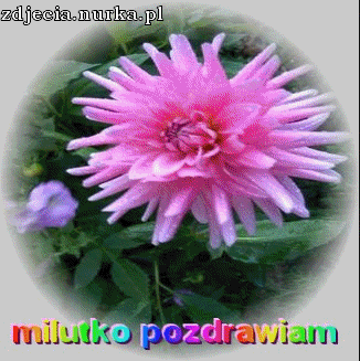 POZDRAWIAM - iv_pl-images-msolwyuf0v5rhjcdof.gif