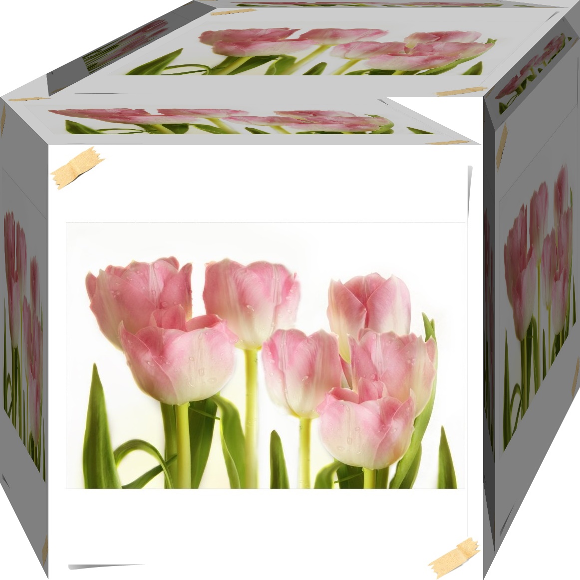 Wiosenne kwiaty_____ - fototapeta-tulipany-3485.jpg