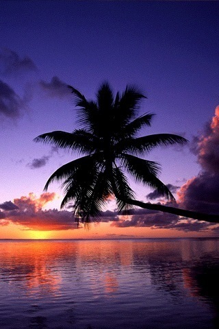 Tapety Widoki - palm_tree_sunset_paradise_beach.jpg