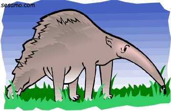 Zwierzęta ilustracje - anteater.jpg