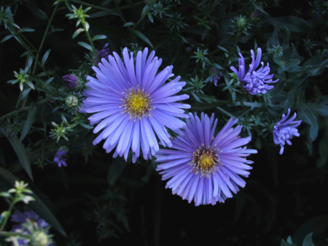 KWIATY FIOLETOWE - violet-flower 1.jpg