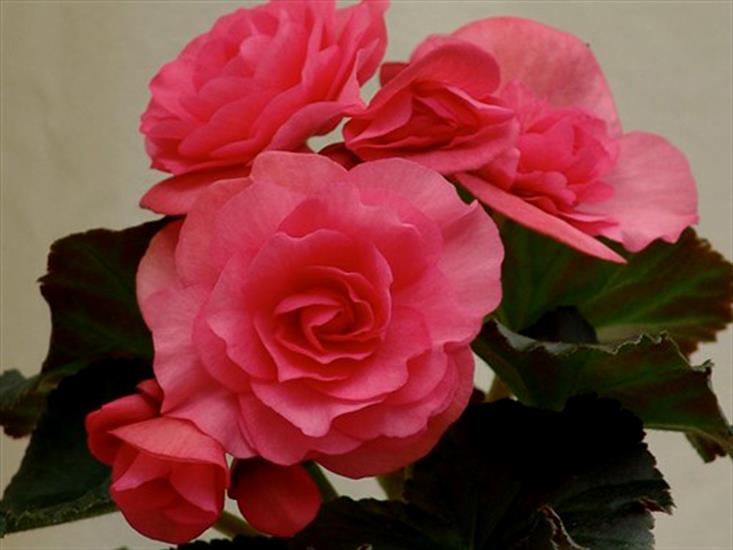 begonie - begonia.jpg