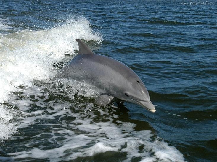delfiny - tapety-normalne-63873_delfin_morze_fala.jpg