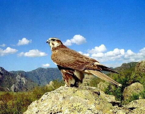 ptaki drapiezne - falco cherrug.jpg