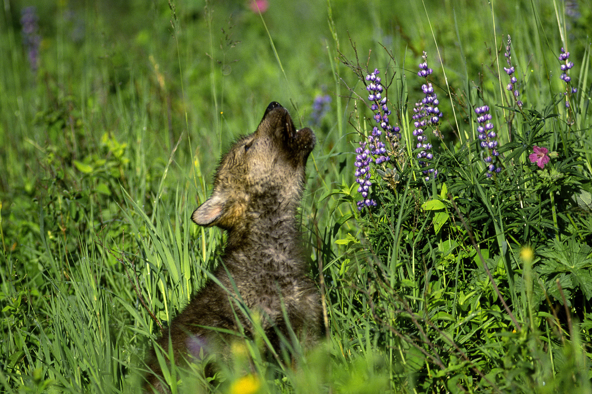 Wolves - Wolf Cub.jpg