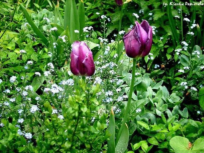 Kwiaty różne - Tulipan 14.JPG