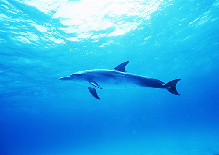 Dolphins - 45.jpg