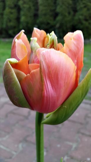 tulipany - 20160506_192611.jpg