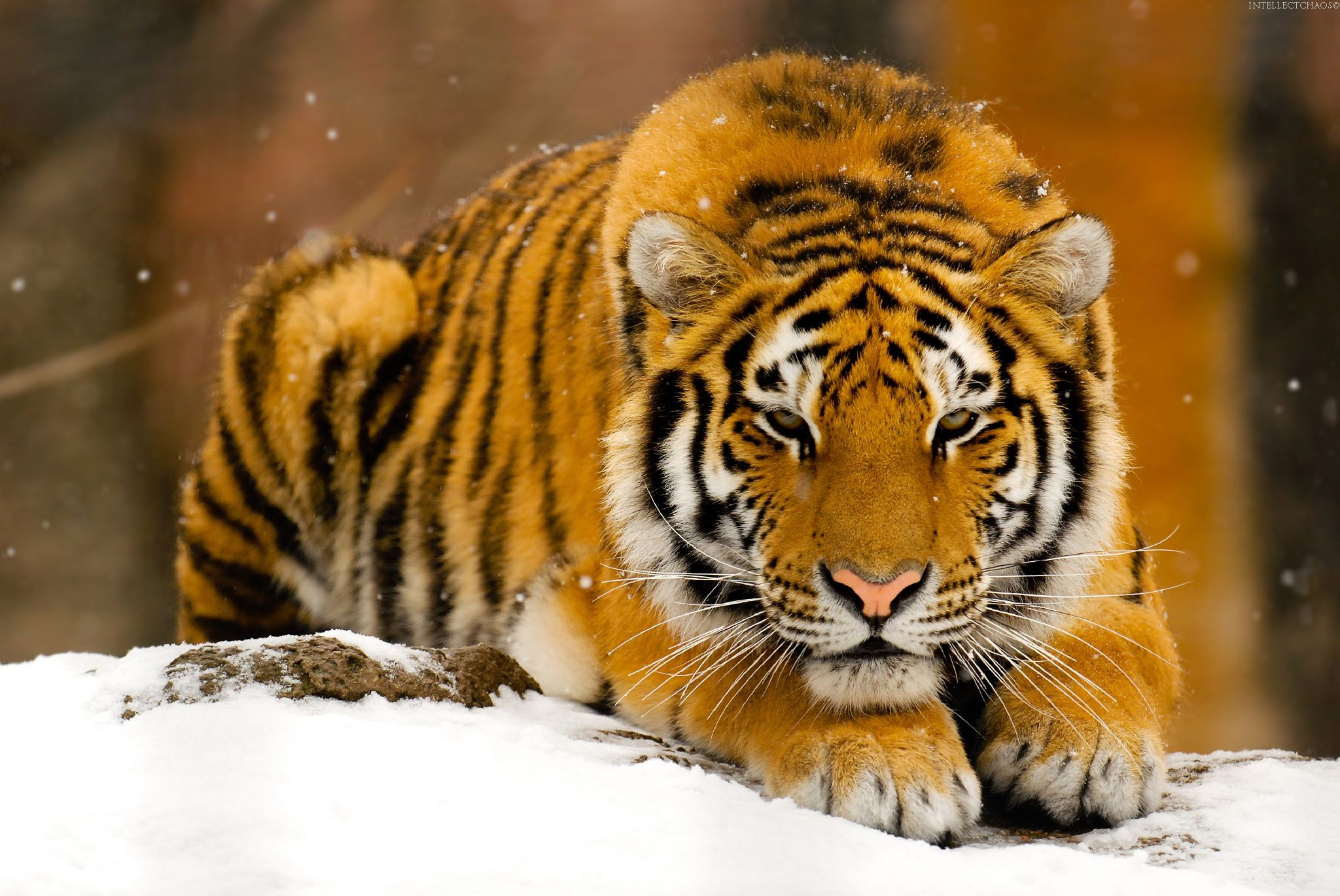 Tigers - 02 - 11.jpg