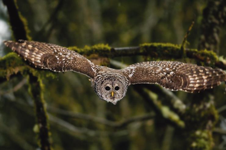 Sowy - Owl.jpg