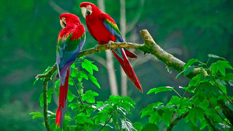 96 Photos and Wallpapers HD - Beautiful macaw parrots Ultra HD 4K.jpeg