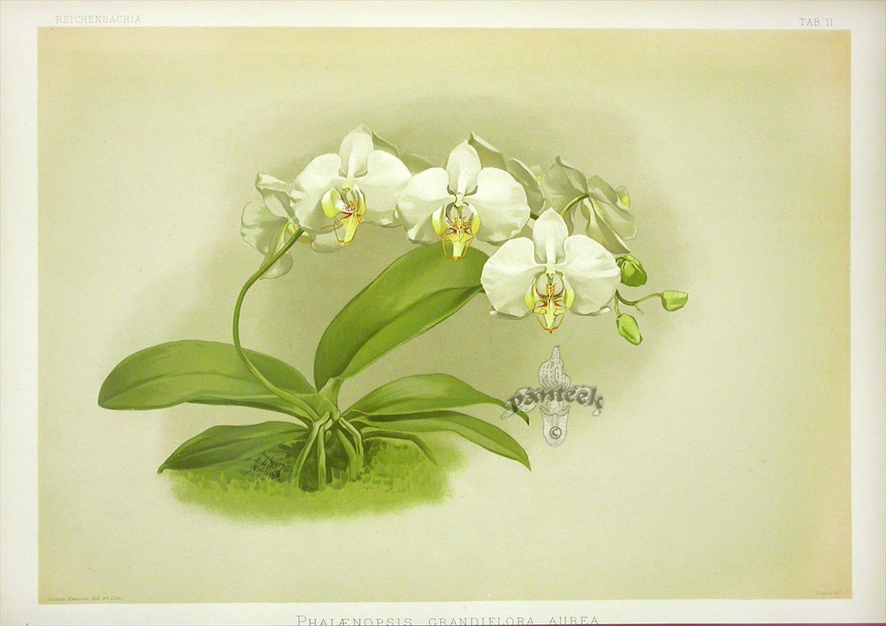 orchidea - rzo11-131.jpg