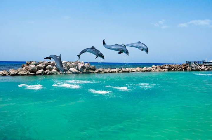Jamajka - Ocho Rios_dolphin.jpg