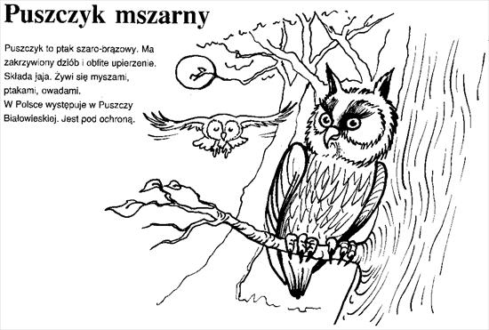 Zwierzęta w Polsce - 34.jpeg