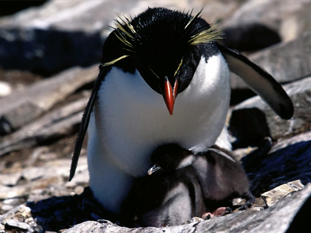 Pingwiny - Penguin_008.jpg