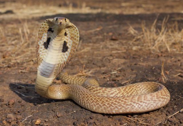 Węże, żmije - Kobra Królewska.jpg