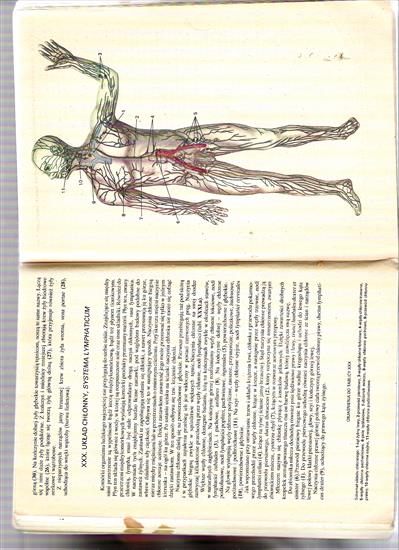 Mały Atlas Anatomiczny - Obraz 033.jpg