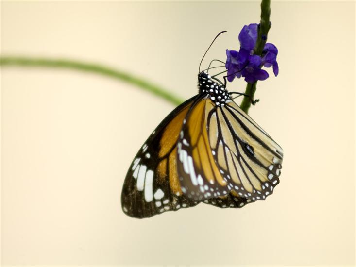 110 Beautiful Butterflies Wallpapers 1600 X 1200 - 63.jpg