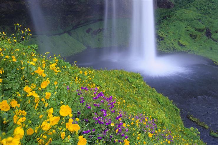  WSZYSTKO O KWIATACH - Seljalandsfoss Falls and Wildflowers, Iceland.jpg