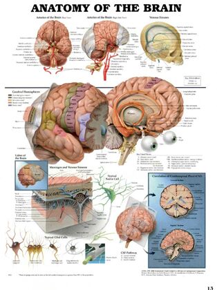 Plansze Anatomiczne - Plansze anatomiczne budowa-mozgu.jpg
